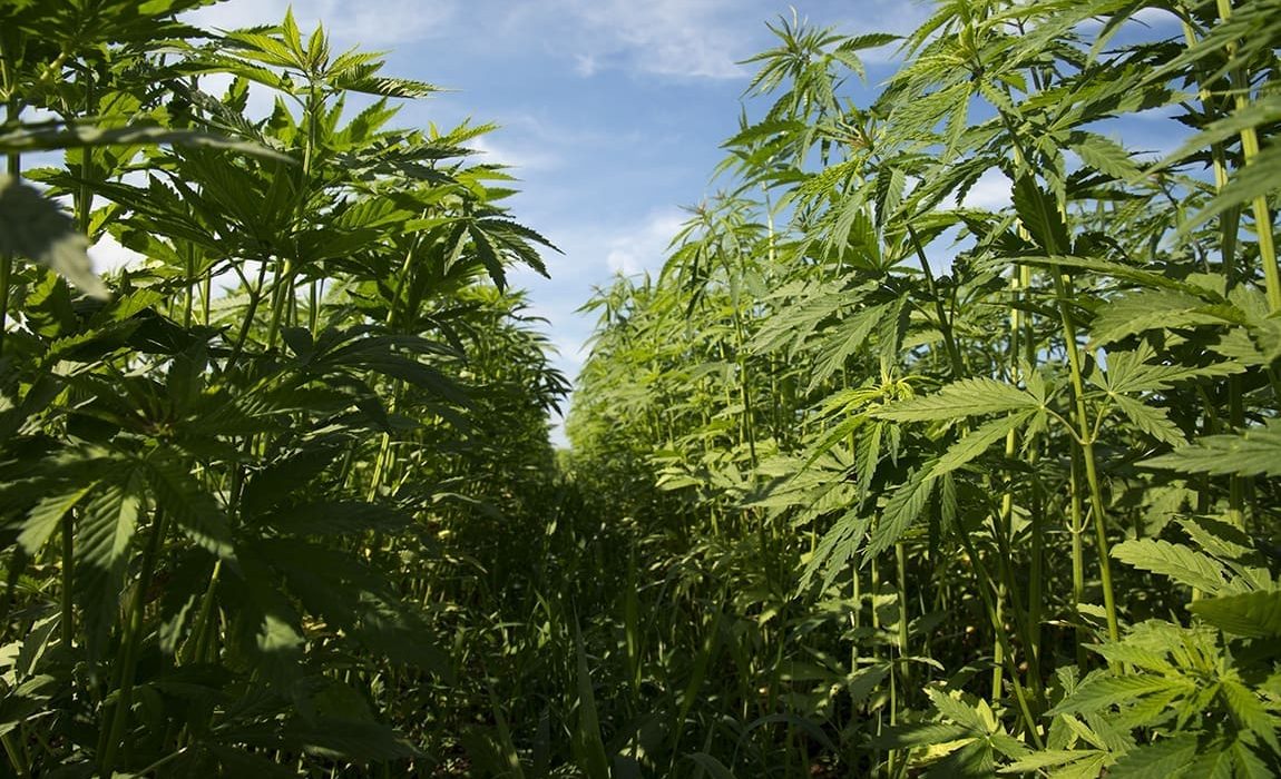 Congressional Lawmakers Want Exemption From Federal Hemp THC Ban For States With Regulations