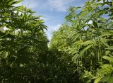 Congressional Lawmakers Want Exemption From Federal Hemp THC Ban For States With Regulations