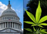 Congresswoman Demands Answers From Trump DOJ Over Marijuana Prosecution Policy Change