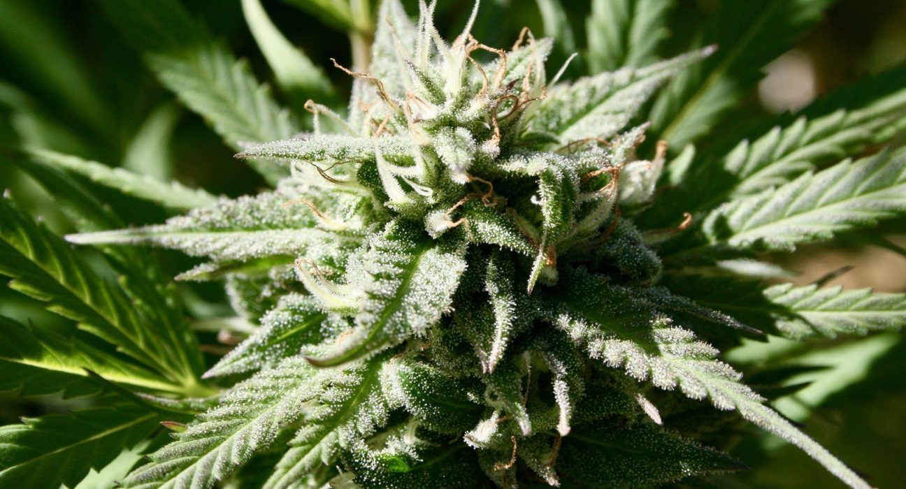 Delaware Governor Says County's Move To Loosen Marijuana Business Zoning Rules Is A 'Good Step'