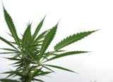 Florida Marijuana Campaign Is 'Confident' Legalization Measure Will Make Ballot, With 1 Million Signatures Despite State Roadblocks