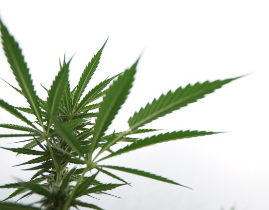 Florida Marijuana Campaign Is 'Confident' Legalization Measure Will Make Ballot, With 1 Million Signatures Despite State Roadblocks