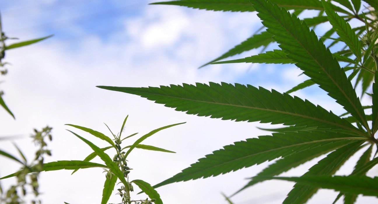 Georgia Medical Marijuana Regulators Approve New Dispensary License As More Patients Register For Program