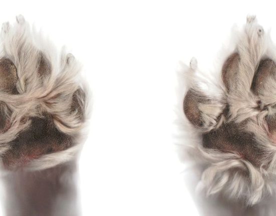 How Cannabis and Mushrooms Are Helping Dogs Fight Dementia