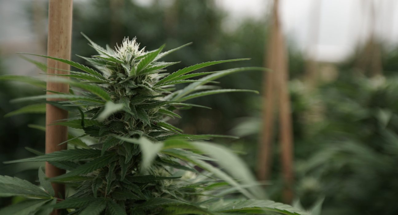 Marijuana Industry Consultant Wins $3 Million Award From Jury Over Injury From Lab Accident