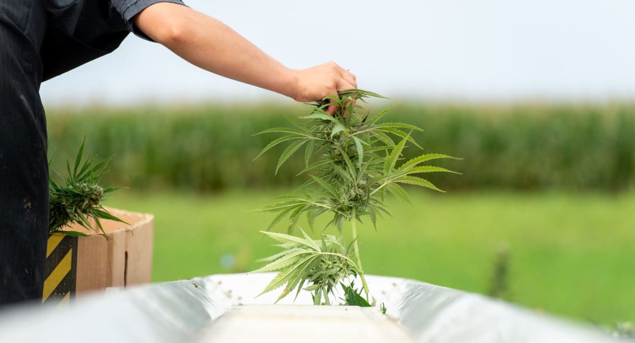 New Federal Hemp Law Signed By Trump Amounts To 'Ban Now, Ask Questions Later,' Farmer Says (Op-Ed)