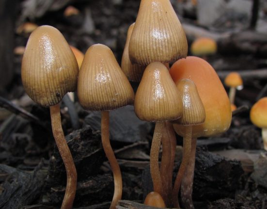 New Netflix Documentary Shows How Psychedelics Help Military Veterans Heal Trauma