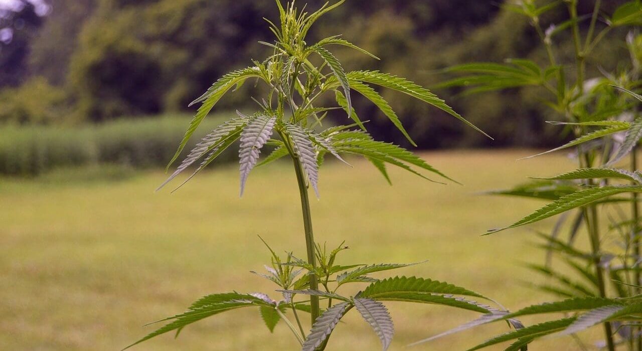 North Carolina Hemp Businesses Brace For Impact Of New Federal THC Product Ban