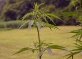 North Carolina Hemp Businesses Brace For Impact Of New Federal THC Product Ban