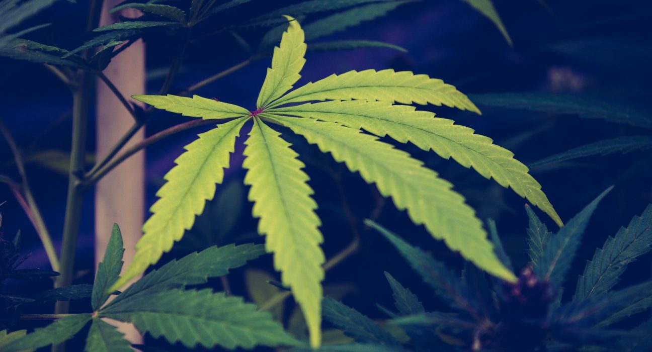 Oregon Activists Withdraw Measure To Legalize Marijuana Social Lounges From Consideration For 2026 Ballot