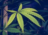 Oregon Activists Withdraw Measure To Legalize Marijuana Social Lounges From Consideration For 2026 Ballot
