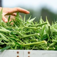 Rhode Island's US Senators Defend Vote To Ban Hemp Despite Concerns It Will Kill A Growing State Industry