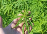 Texas GOP Lawmakers Are Divided On Federal Move To Recriminalize Hemp THC Products