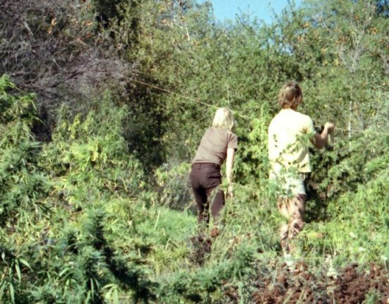 The Nectarball Collection: A Time Capsule of Cannabis Culture