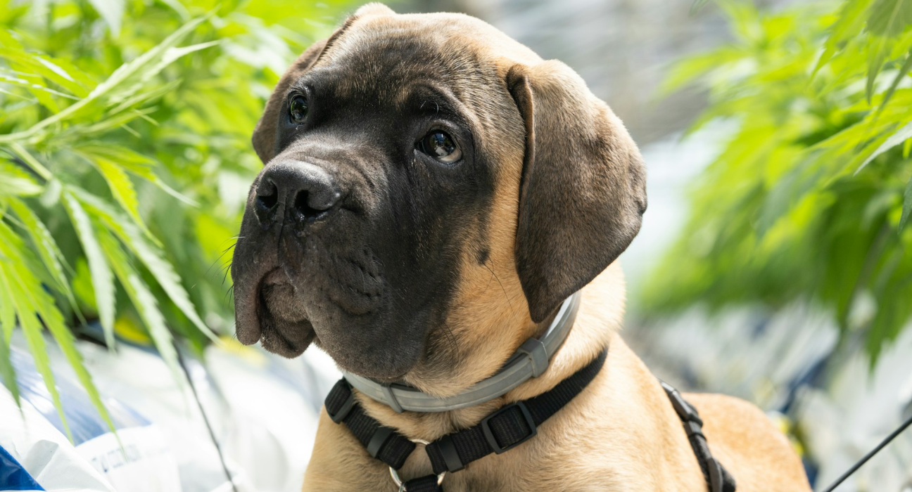 Chill Pups: CBD May Help Reduce Aggression in Dogs, Study Finds