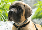 Chill Pups: CBD May Help Reduce Aggression in Dogs, Study Finds