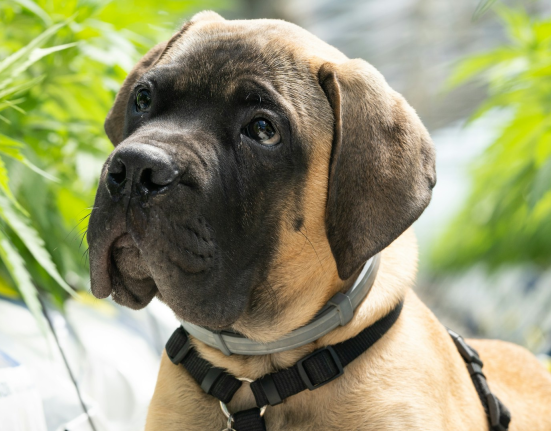 Chill Pups: CBD May Help Reduce Aggression in Dogs, Study Finds
