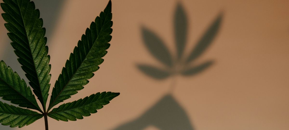 Finding Purpose Through Grief and Grass