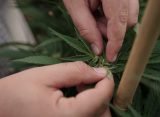 Idaho Medical Marijuana Campaign Steps Up Push For 2026 Ballot Initiative By Hiring Paid Petitioners