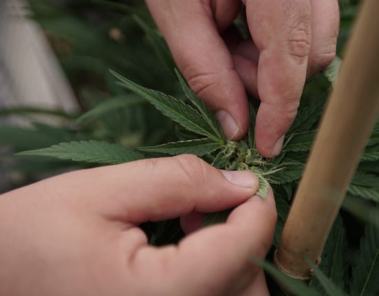 Idaho Medical Marijuana Campaign Steps Up Push For 2026 Ballot Initiative By Hiring Paid Petitioners