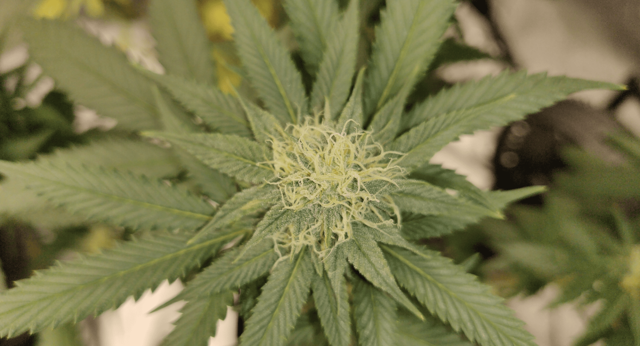 Most Americans Back Legalizing Marijuana, But Trump Voters Not On Board, Conservative Group's Poll Shows Amid Rescheduling Rumors