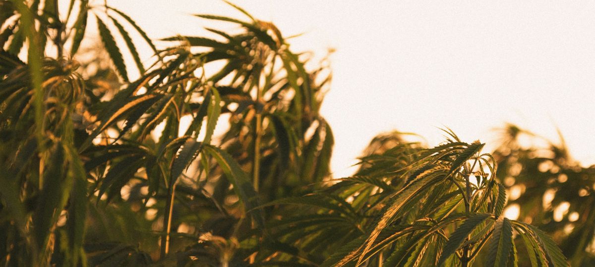 The Last Days of the Hemp Era