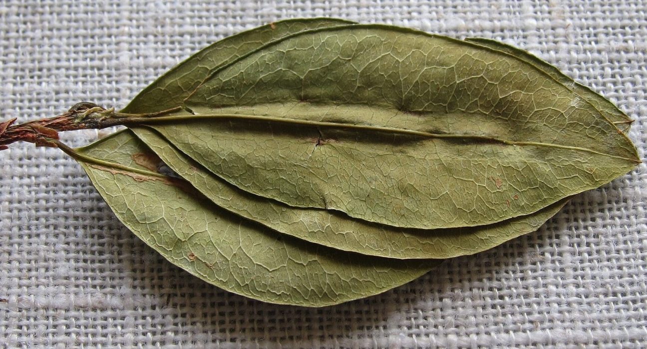 World Health Organization Won't Ease Coca Leaf Ban, Even As Review Found Prohibition Is More Dangerous Than The Plant