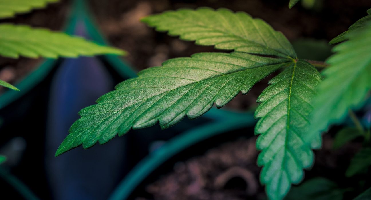 DEA Says Marijuana Rescheduling Appeal Process 'Remains Pending' Despite Trump's Executive Order