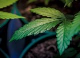 DEA Says Marijuana Rescheduling Appeal Process 'Remains Pending' Despite Trump's Executive Order