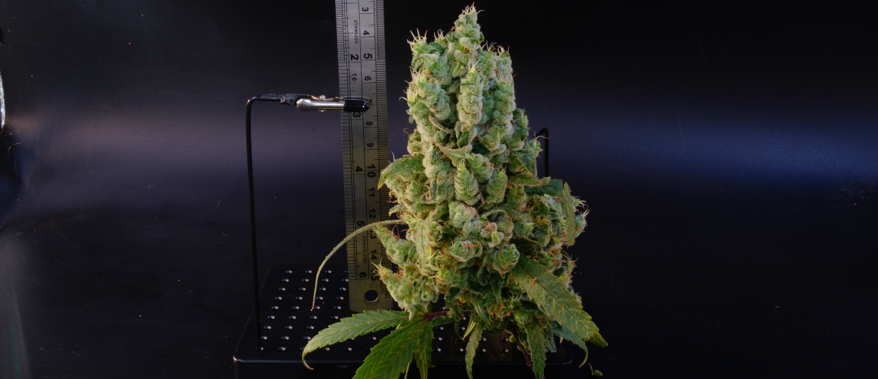 Fuck 12/12: Inside the Supercycle Crew Breaking the Cannabis Flowering Rule
