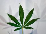 Massachusetts Bill To Double Marijuana Possession Limit And Revise Regulatory Framework Heads To Conference Committee