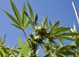 Top Hawaii Lawmaker Previews Bill To Let Voters Decide On Marijuana Legalization At The Ballot