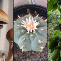 Alaska Government Task Force Recommends Legalizing Psychedelic Therapy Upon FDA Approval