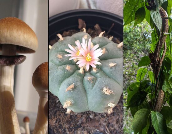 Alaska Government Task Force Recommends Legalizing Psychedelic Therapy Upon FDA Approval