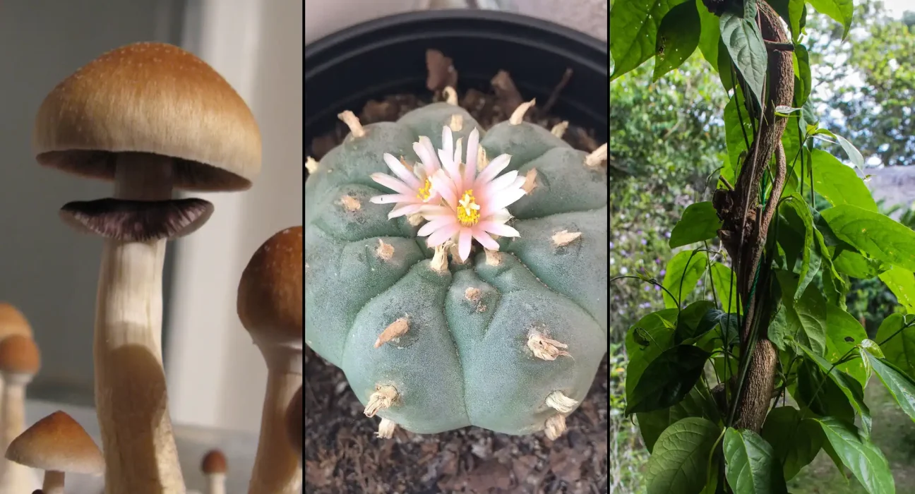 Americans' Support For Legalizing Psychedelics Is Where Marijuana Was In The 1990s Before State Reforms, Poll Shows