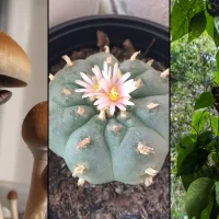 Americans' Support For Legalizing Psychedelics Is Where Marijuana Was In The 1990s Before State Reforms, Poll Shows