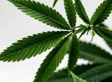 Cannabis, Recovery, and Life in South Dakota