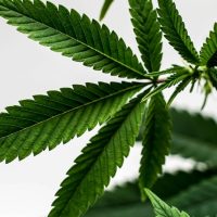 Cannabis, Recovery, and Life in South Dakota