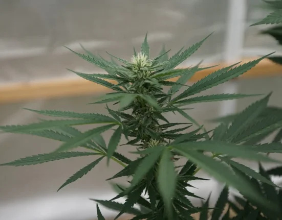 Cannabis legalization on the ballot in Texas (Newsletter: February 20, 2026)