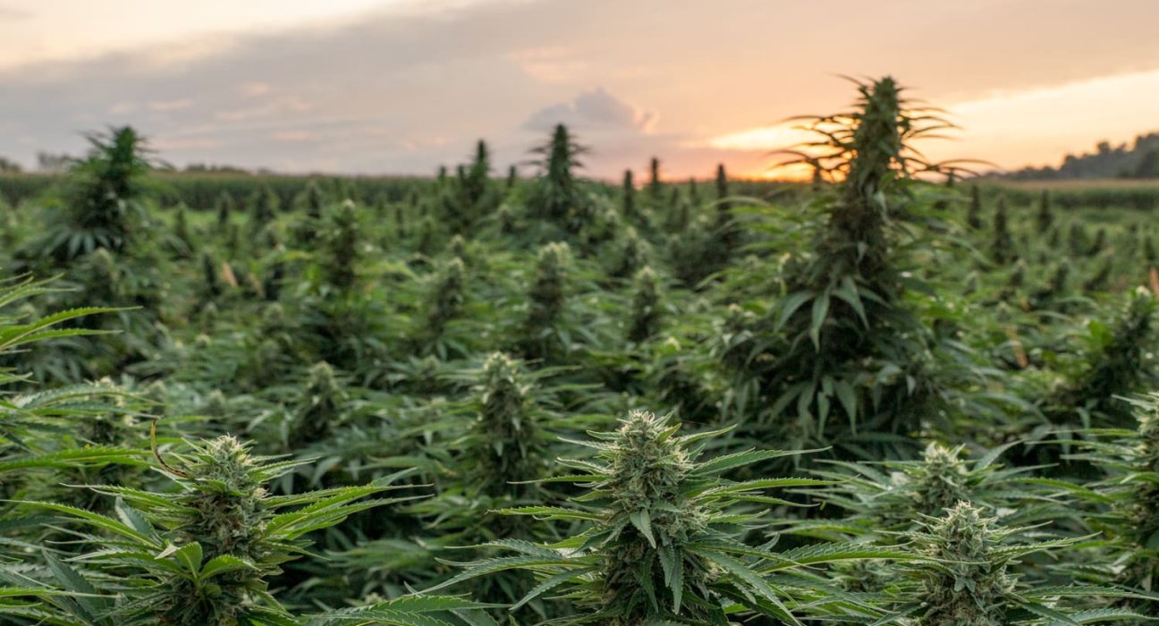 Congress Should Delay The Federal Hemp Ban And Instead Enact Regulations For THC And CBD Products (Op-Ed)