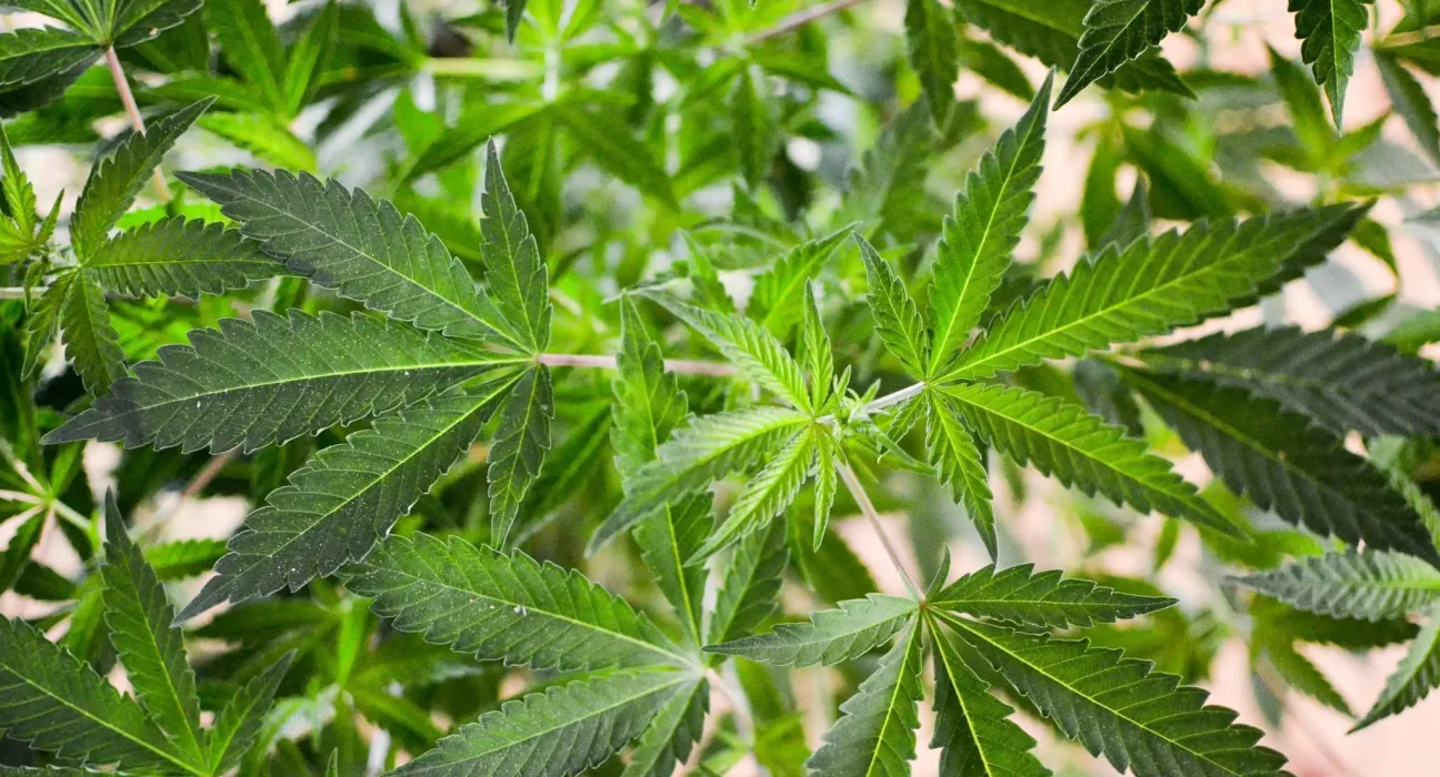 Hawaii Senators Take Up Marijuana Legalization Bills After Key House Lawmakers Signal Reform Is Dead For 2026 Session