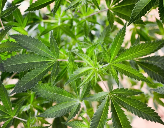 Hawaii Senators Take Up Marijuana Legalization Bills After Key House Lawmakers Signal Reform Is Dead For 2026 Session