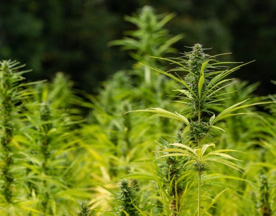 New Farm Bill Released By GOP Committee Chair Aims To Reduce Hemp Industry 'Regulatory Burdens'