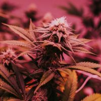 Perimenopause, Meet Weed: A Symptom-by-Symptom Guide