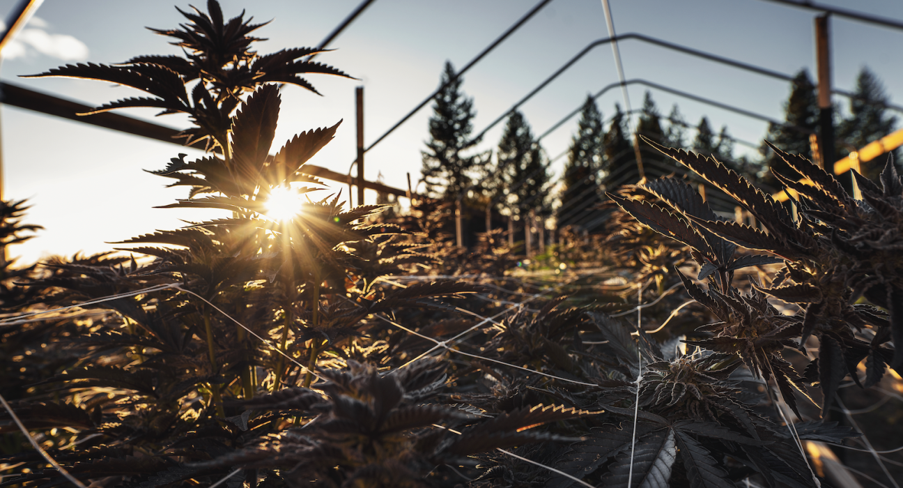 The Demonization of THC | High Times