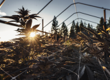 The Demonization of THC | High Times