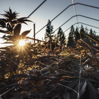 The Demonization of THC | High Times