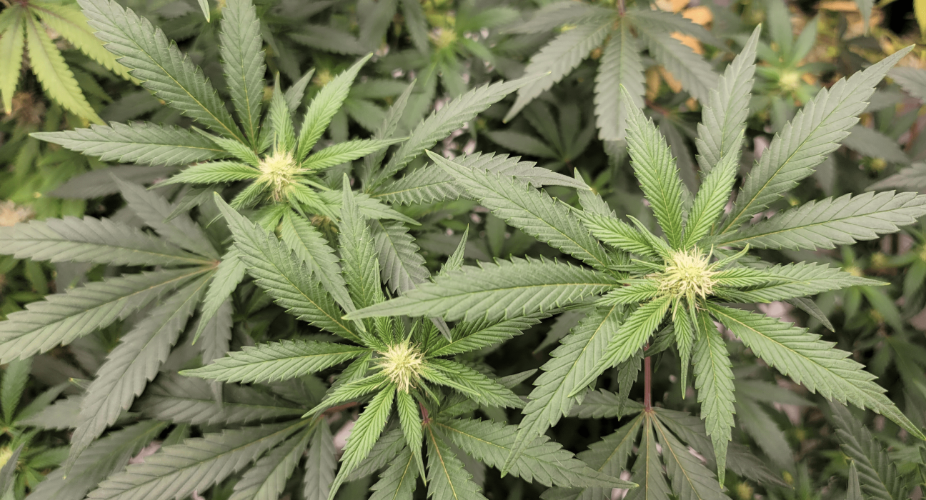 Virginia Lawmakers Approve Marijuana Sales Legalization And Resentencing Bills