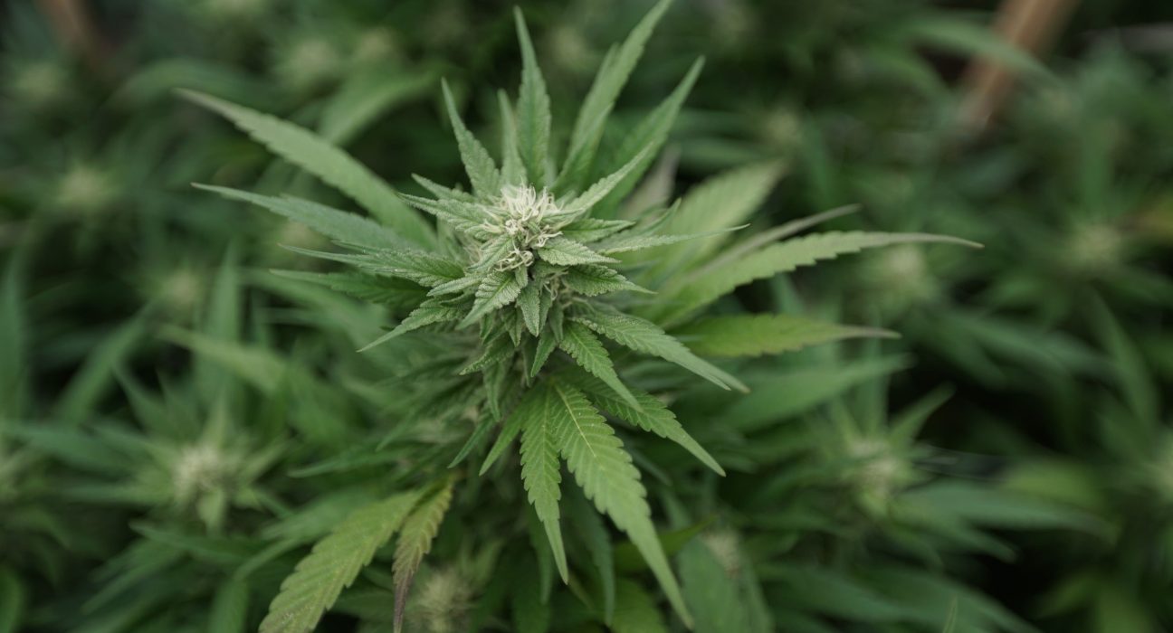 Washington Lawmakers Take Up Bill To Legalize Marijuana Home Grow Amid Police Opposition