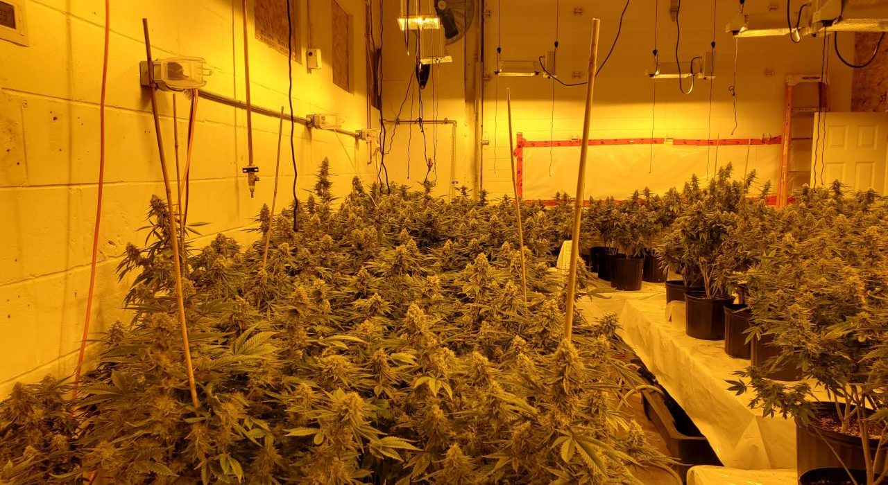 Why Training Plants Is a Waste of Time: Here’s What Actually Works